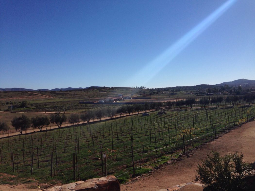 Vinos Pijoan Ensenada Wine Country Valle De Guadalupe Strikhedonia