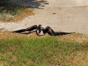 Why would a frigate nest on the ground? That is the question I had looking at this one. Nature can be bizarre.