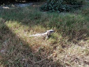 Iguanas were everywhere and I lots count of the number of times I jumped after being surprised by one at my feet.