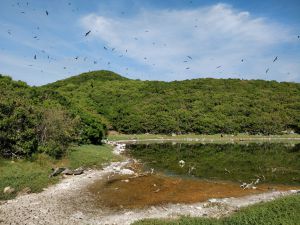 The salt pond behind the fishing camp was a bit disgusting, however it still attracted tons of birds.