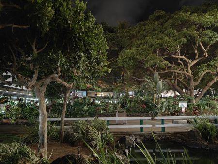 Cool gardens in the Honolulu airport