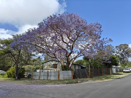 A spectacular purple tree