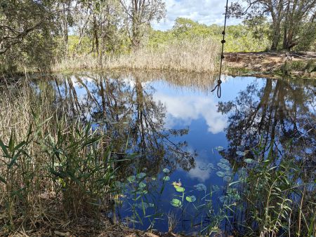 A little swimming hole with a swing
