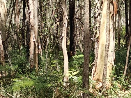 Can you spot the kangaroo?