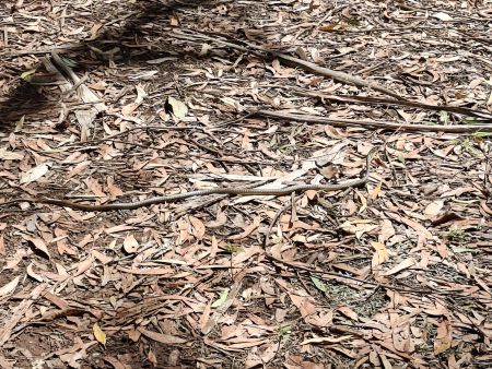 I stepped over this guy before noticing - oh and of course this being Australia it is highly poisonous (Lesser Black Whip Snake?)