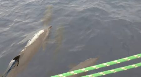 Day one came with more than 30 minutes of fun from this pod of doplphins