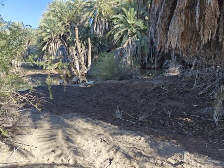 We stumbled on a big family of free range pigs