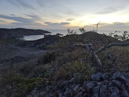 Always interesting flora in the Baja