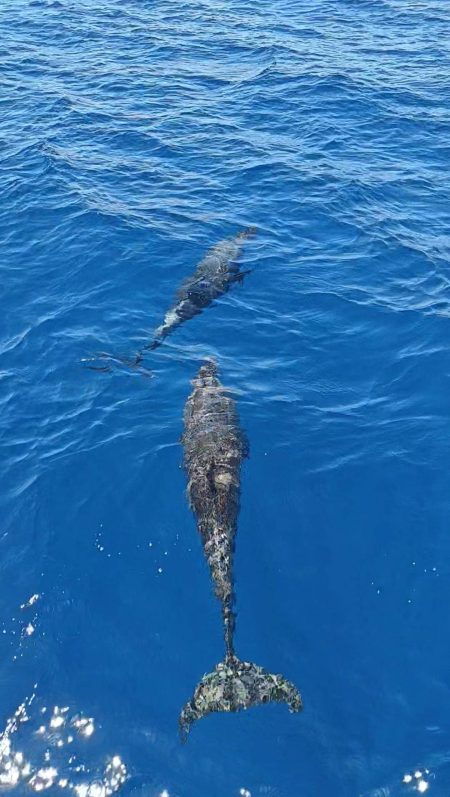 A couple of the twenty or so dolphins who played with me for a bit