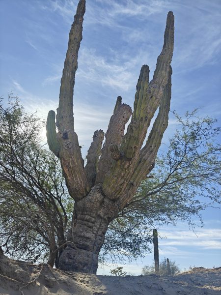 The trunk on this cactus was about 1 meter in diameter