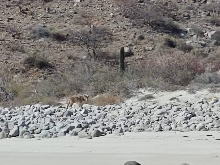 This guy and his friends make almost daily visits to the beach