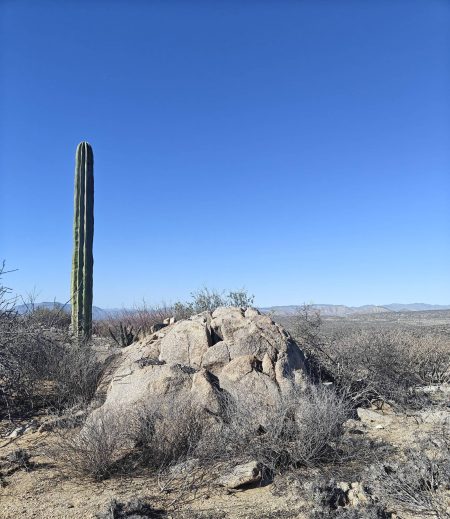 Big boulder and his friend the cactus