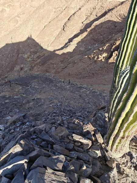 Maybe climbing up this wasn't the smartest
